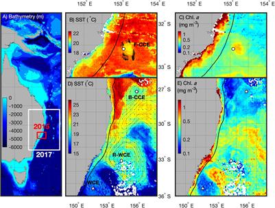 Mesozooplankton and Micronekton Active Carbon Transport in Contrasting Eddies